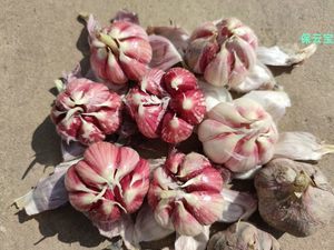 食用蔬菜種子市場(chǎng) 品種、趨勢(shì)與批發(fā)報(bào)價(jià)指南